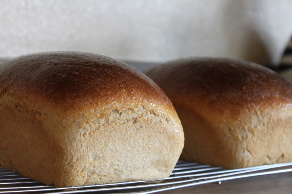 Whole Wheat and Honey Bread