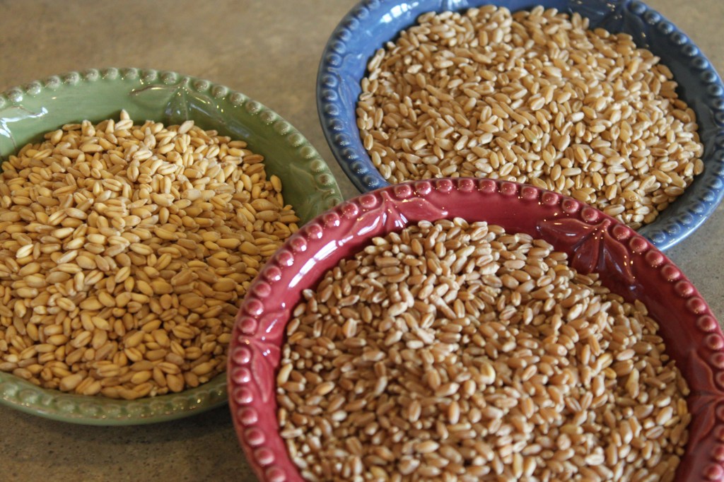Wheat berries